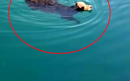 İskenderun'da gemiden kaçan angus denizde yüzdü