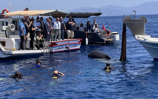 Bodrum'da Hayalet Ağ Temizliği ve 25 Bin Yavru Levrek Bırakıldı