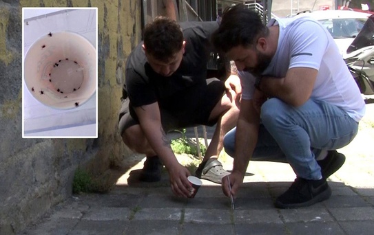 Koca bir mahalleyi keneler istila etti, vatandaşlar cımbızlarla toplamaya başladı