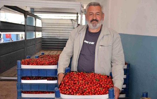 Bilecik'te Kiraz Hasadı Bol, Fiyatlar Düşük