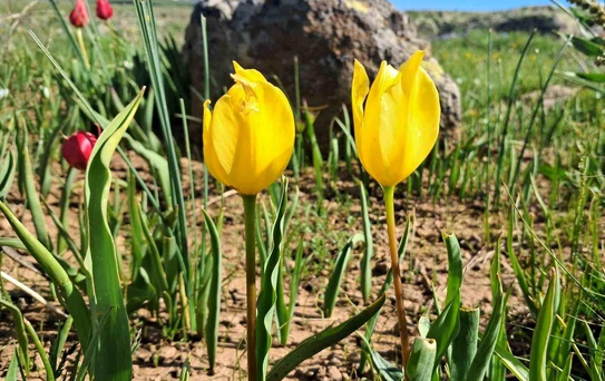 Erzurum Yaylalarında Renkli Çiçek Cümbüşü