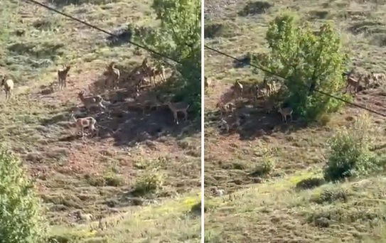 Elazığ'da koruma altındaki dağ keçileri sürü halinde görüntülendi