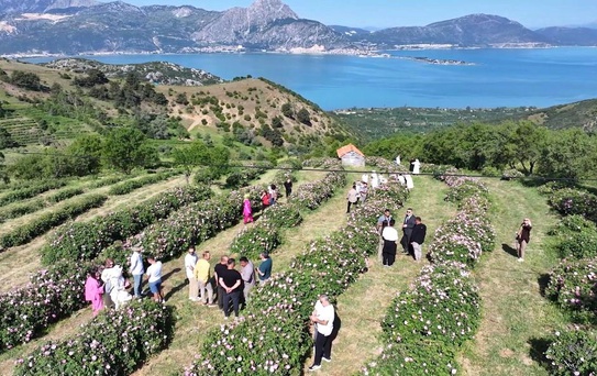 Isparta'da festival coşkusu devam ediyor: Eğirdir Gölü manzarasıyla gül topladılar