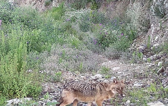 Kastamonu'da Fotokapana Boz Ayı ve Çakal Yansıdı
