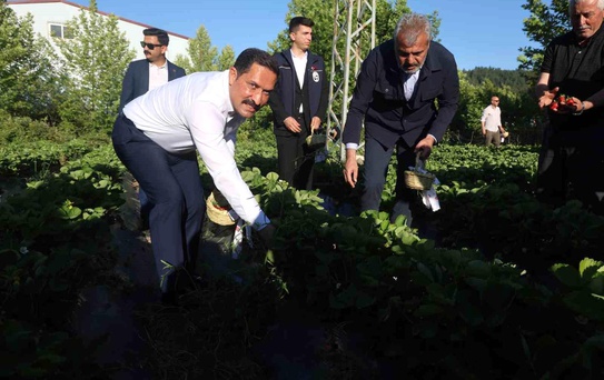 Lezzetiyle damaklarda tat bırakan çilekte 10 bin 900 ton rekolte bekleniyor