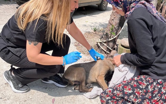 Adana'da Sahipli Köpekler Kimliklendiriliyor