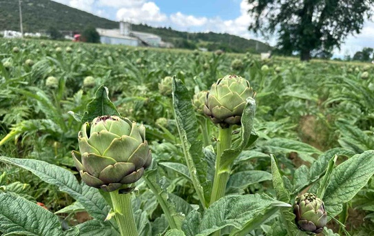 Bursa'nın Manda ve Enginar Cenneti