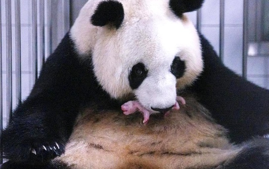 Everland'da Dev Panda Yavru Doğurdu
