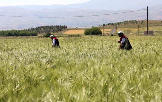 Elazığ'da Süne Nimf Çalışmaları Değerlendirildi
