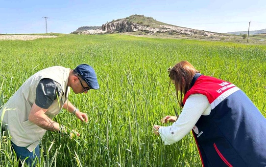 Afyon'da Hububat Rekoltesi İçin Kontroller Devam Ediyor