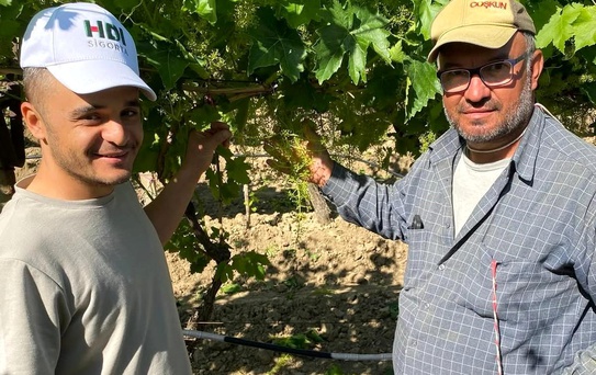 Sarıgöl'de Üzüm Sezonu Hazırlıkları Sürüyor