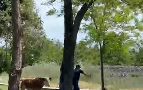 Elazığ'da Dana Kaçışı Paniğe Neden Oldu