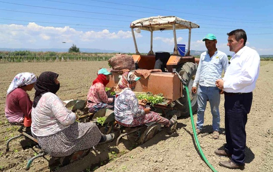 Saruhanlı'da tütün mesaisi başladı