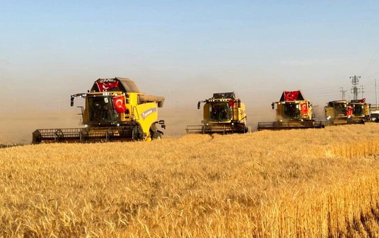 Türkiye'nin en büyük tarım işletmesinde hasat zamanı