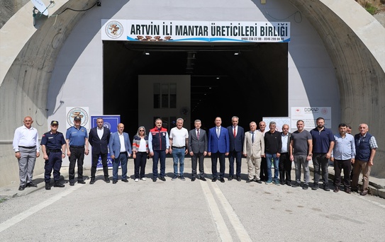 Artvin'de İstiridye Mantarı Hasadı Başladı