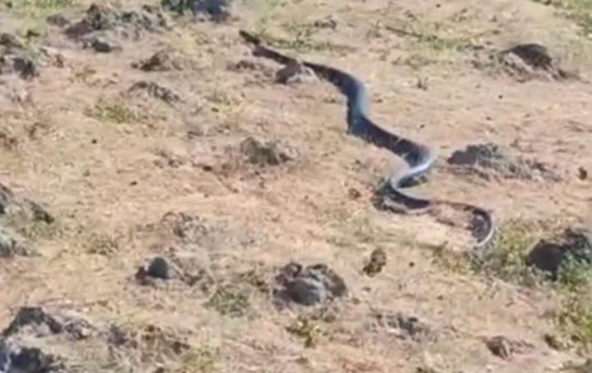 Diyarbakır'da yaklaşık 3 metre uzunluğunda yılan görüntülendi