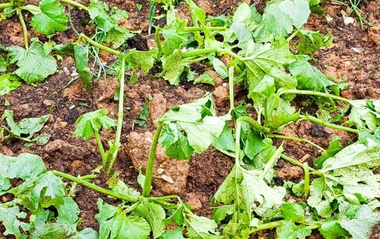 Doğanhisar'da Tarım Alanları Doluya Maruz Kaldı
