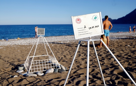 Caretta Carettalar Çıralı'da Gecikmeli Yuvaladı