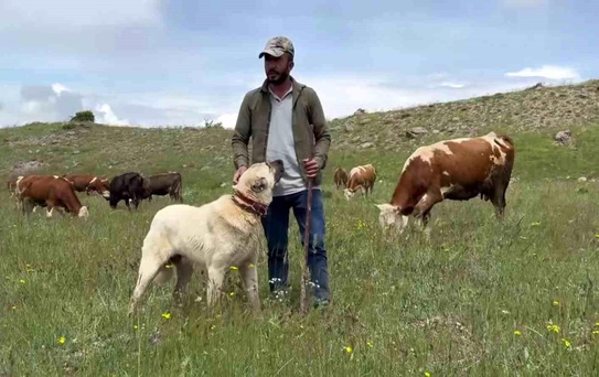 Kangal Köpekleri Domuz Sürüsünü Uzaklaştırdı