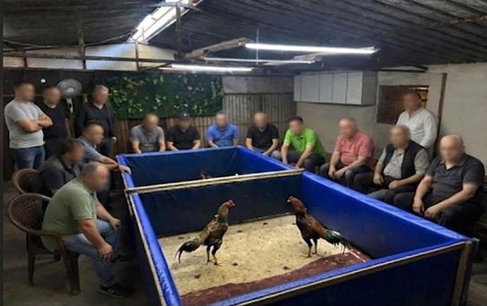 İzmir'de horoz dövüşü operasyonu: Çiftlik mühürlendi, 130 bin lira ceza kesildi