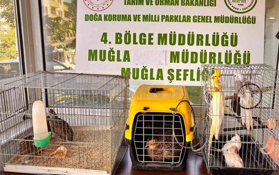 Muğla'da Kaçak Yaban Hayvan Operasyonu
