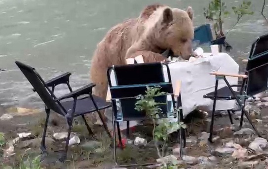Ayının piknik keyfi kameralara yansıdı