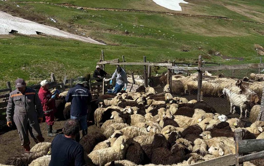 Bayburt'ta Küçükbaş Hayvan Aşılama Faaliyetleri