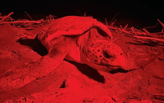 Belek Sahili'nde Caretta Caretta Yumurta Bıraktı
