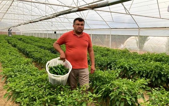 Emcelli Biberi 350 Lira, Yüksek Talep Devam Ediyor