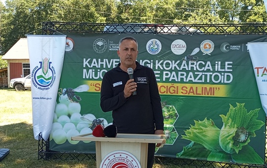 Samsun'da Kahverengi Kokarca Mücadelesi