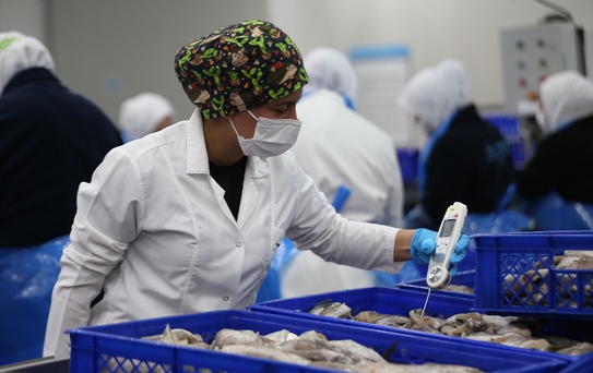 Yenice'de Kadın İstihdamıyla Büyüyen Balık Fabrikası