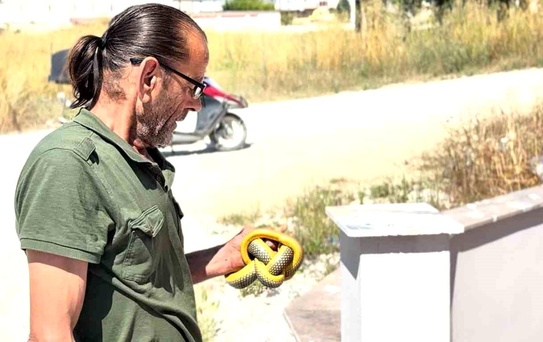 Yılanları çıplak elleriyle yakalayıp doğaya salıyor