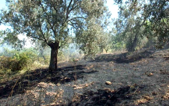 Burhaniye de çıkan arazi yangınında çok sayıda zeytin ağacı zarar gördü