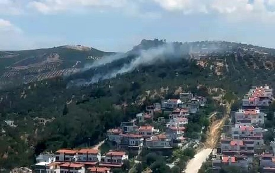 Burhaniye'deki zeytinlik yangını kontrol altına alındı