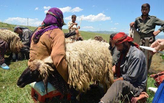Göçerlerin Süt Sağım Mesaisi Başladı