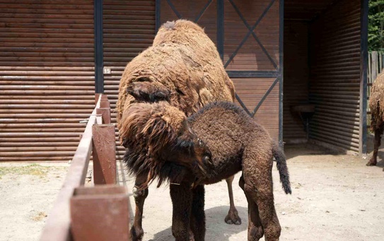 Avrupa'nın en büyük doğal yaşam parkında yavru deve heyecanı