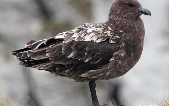 Avustralya ana karasında ilk H5N1 kuş gribi vakası görüldü