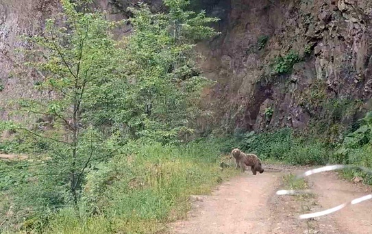 Ayancık'ta Anne Ayı ve Yavruları Görüntülendi