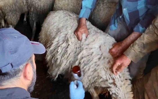 Bolvadin'de Küçükbaş Hayvan Aşılama Çalışmaları