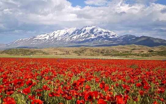 Süphan Dağı ve Gelincikler Doğa Tutkunlarını Ağırlıyor