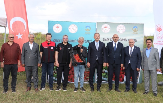 Ağrı'da Çilek Projesi Başladı