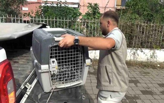Aydın'da oklu kirpi operasyonu