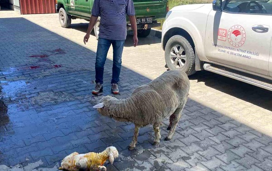 Koyun Doğumunda Kurtarıcı Müdahale