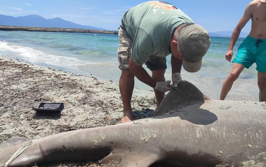 Kuşadası'nda sahile ölü köpek balığı vurdu
