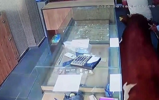 Sahibinden kaçan dana kuyumcu dükkânına girdi