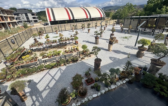 Yalova'da Bonsai Dut Hasadı