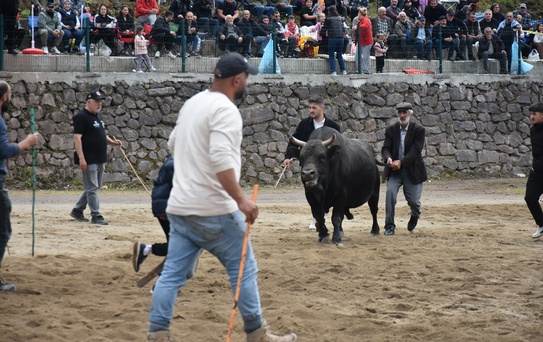 Murgul'da Boğa Güreşleri Festivali Sona Erdi