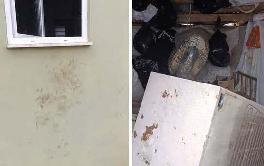 Bir günde 20 eve giren ayı yayla sakinlerini canından bezdirdi