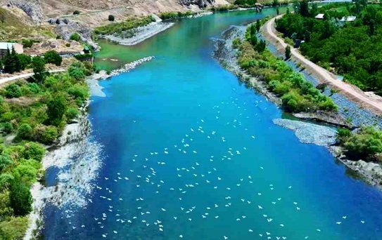 Murat Nehri'nde Martıların Görsel Şöleni