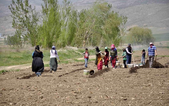 Mevsimlik İşçiler Erzincan'da Tarlalarda Çalışıyor